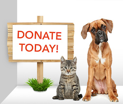 Pet Sitters of Las Vegas is Giving Back While Giving Thanks This November