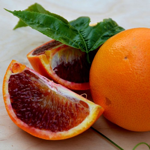 Organic Blood Oranges, Kumquats and Meyer Lemons Harvested This Week For Holiday Shipments