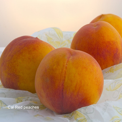 Cal Red, the OMG Peach, Is Now Shipping at Frog Hollow Farm