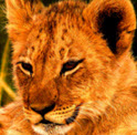 Roarisabella.com Uses Social Consciousness To Raise Awareness Of Lions Plight And Make Sales