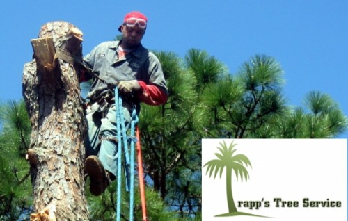 Video Tree Service Estimates For All Property Owners In The Columbia, SC Area