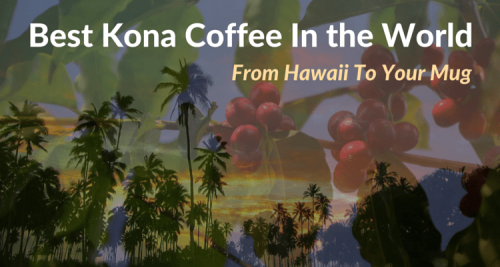 Little Coffee Place Publishes New Article On Kona Coffee, Dubbing It The Best In The World