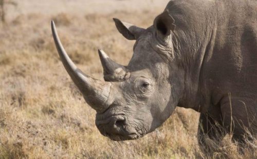 Rhino Poaching in Africa Article Reveals Surprising Facts for Conservationists