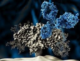 Creative Biolabs Released Native™ Antibody Discovery Service to Conquer the Shortcomings of In Vitro Antibody Display Methods
