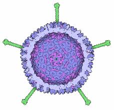 Creative Biogene Develops Custom Services For Its Adenovirus Service