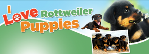 German Dog Commands Article Reveals Surprising Facts For New Rottweiler Owners