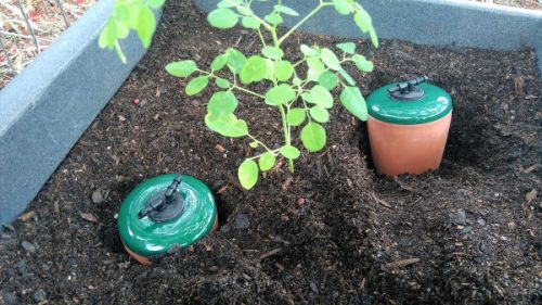 Australian Never Forget Water Irrigation System Released Ideal for Moringa Tree