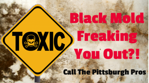 Pittsburgh Mold Removal Pros Introduce Low-Cost Fast-Track Mold Removal Service