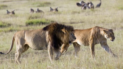 Masai Mara Big Cat Safari Specialists Digital Itinerary Service Launched