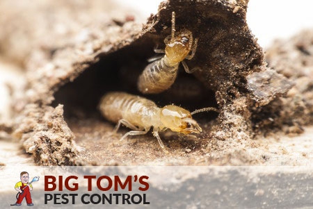 St George Termites: Local Experts Warn Homeowners It &lsquo;could get ugly&rsquo;