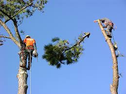 Sunnyvale Tree Removal Trimming Cutting Maintenance Services Launched