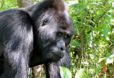 Uganda Safari Tours Gorilla Trekking Wildlife Tourism Packages Launched
