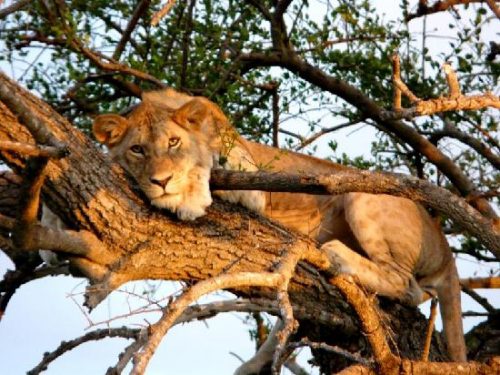 Tanzania Sky Safari Lion Research Around Masai Mara Best Africa Trips Launched