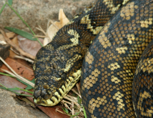 Brisbane tree services company – New procedure saves four meter python from tree