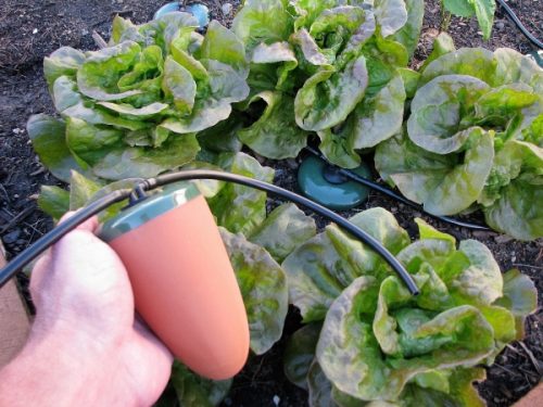 Clay Capsule Olla Irrigation Automatic Garden Watering System Launched