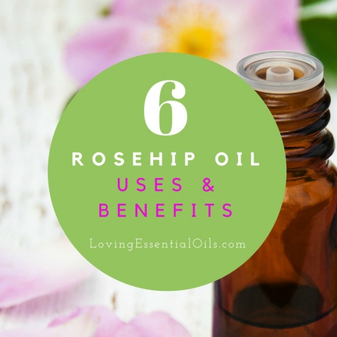Rosehip Oil Uses & Benefits Acne Scars Dry Skin Unruly Hair Article Released