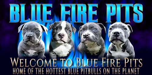 Breeder Seeks To Show The World How Beautiful And Lovable Pit Bulls Are