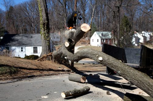 Roofing Companies Staying Busy From Storm Damaged Trees