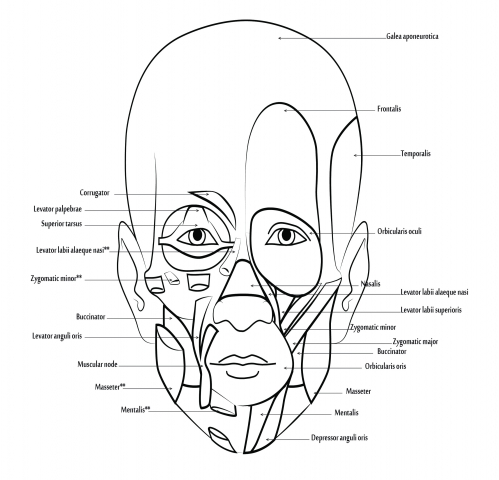 musclar system coloring pages