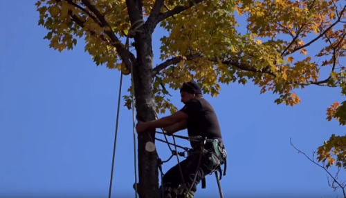 Charlottesville VA Tree Service Pruning Trimming Removal Expansion Announced