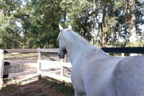 Equestrian Farms in Monticello, N Florida – Real Estate Options for Horse Lovers