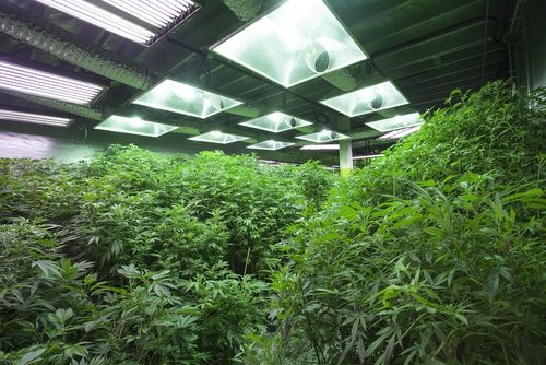 Cannabis Growers Face Challenges with Pesticides and Mold as Industry Grows