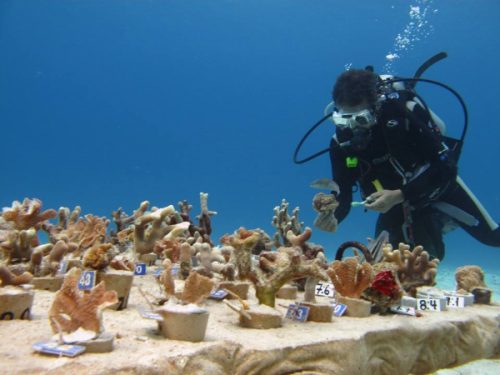 Cozumel Coral Reef Restoration Non-Profit Project Fundraising Campaign Launched