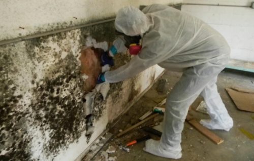 Phoenix AZ Mold Removal Remediation Cleanup Home & Business Services Launched
