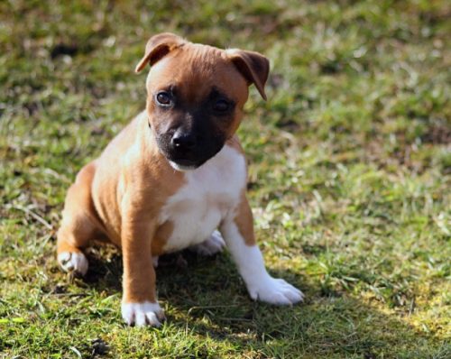 DIY Dog Training At Home Benefits Good Behavior Tricks & Myths Report Launched