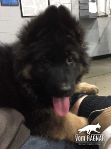 Wheaton German Shepherd Breeders Purebred Male Female Puppies For Sale Announced