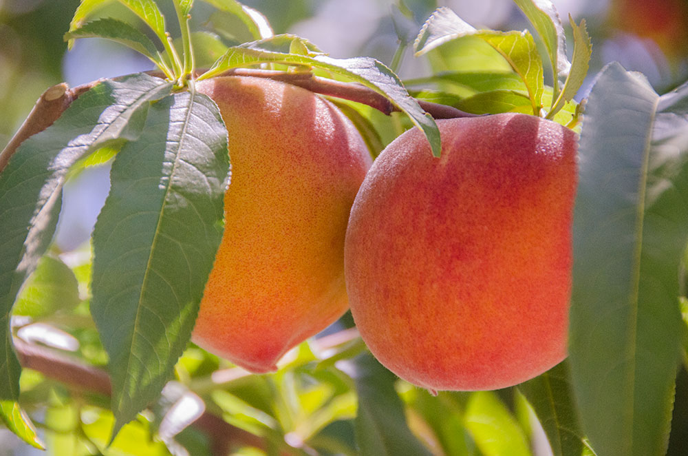 New Crops of WorldClass Peaches Are Growing Now in California