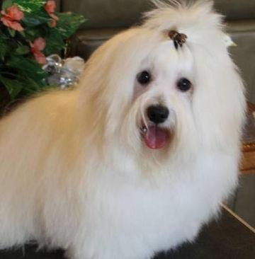 cute coton de tulear puppies