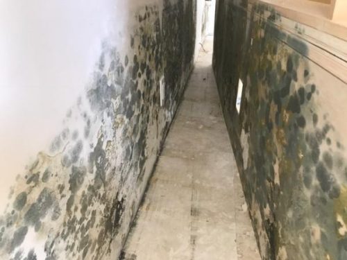 Mold Professional Educates Homeowners About And The Dangers Of According To Some Stus There Are A Plethora Of Health Effects Linked The Exposure Black Mold In Fact Upper Respiratory Bronchitis Type Symptoms