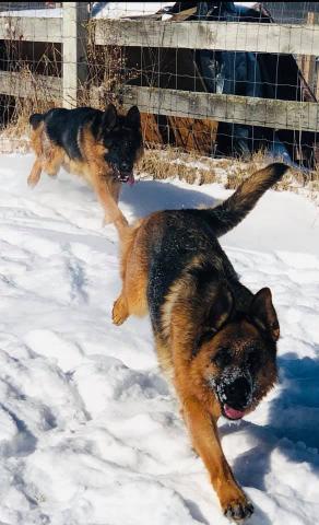 Pa Purebred West German Showline Working Line Shepherd Puppies Train Announced