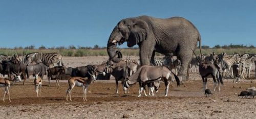 African Safari Photo Tours, Thursday, June 13, 2019, Press release picture
