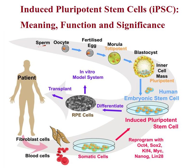 induced pluripotent