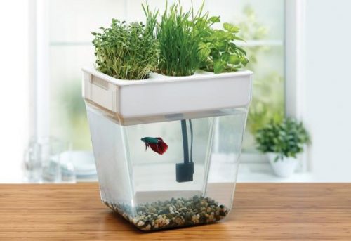 Easy Diy Aquaponics System Reveals How To Grow Plants Faster For Beginners