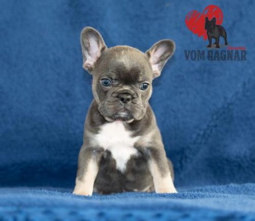 Chicago Top Quality French Bulldog Puppies For Sale Near Rockford Il Announced