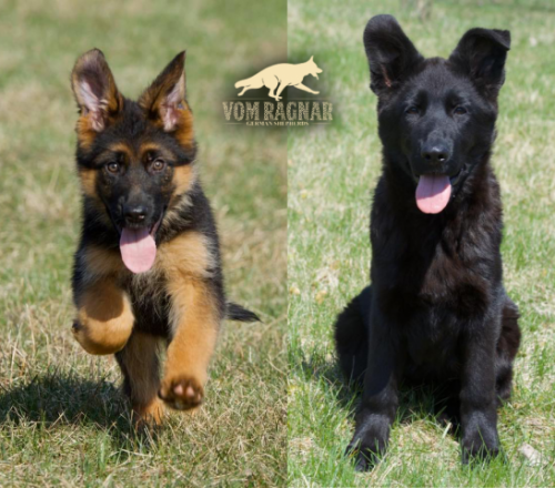 Chicago Puppies Long Coat Gsd Breeder Earned High Stellar Reputation Announce