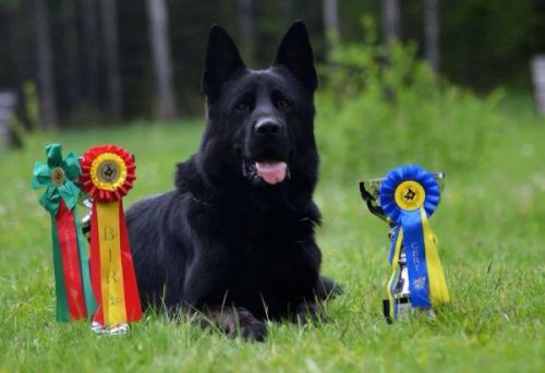 vom ragnar german shepherds