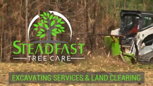 Steadfast Tree Care, Tuesday, August 4, 2020, Press release picture