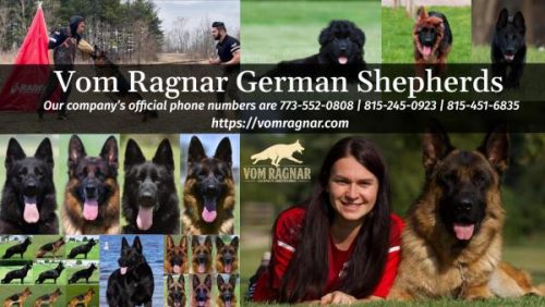 Best Family Dog German Shepherd Breeder Training New