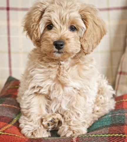 Long Island S Luxury Puppies Pet Shop Is Offering Cockapoo Puppies For Purchase